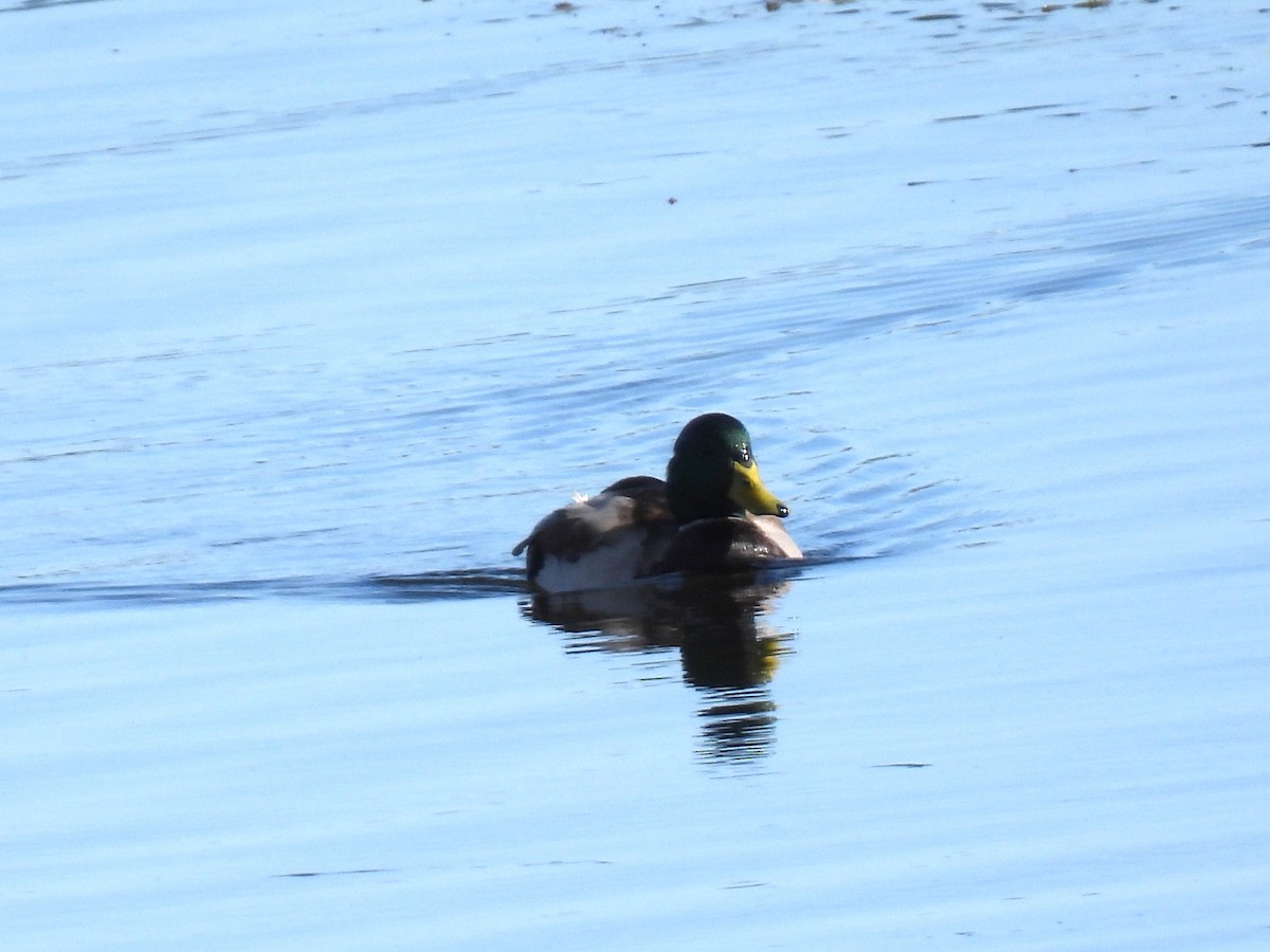 Mallard - ML642873365