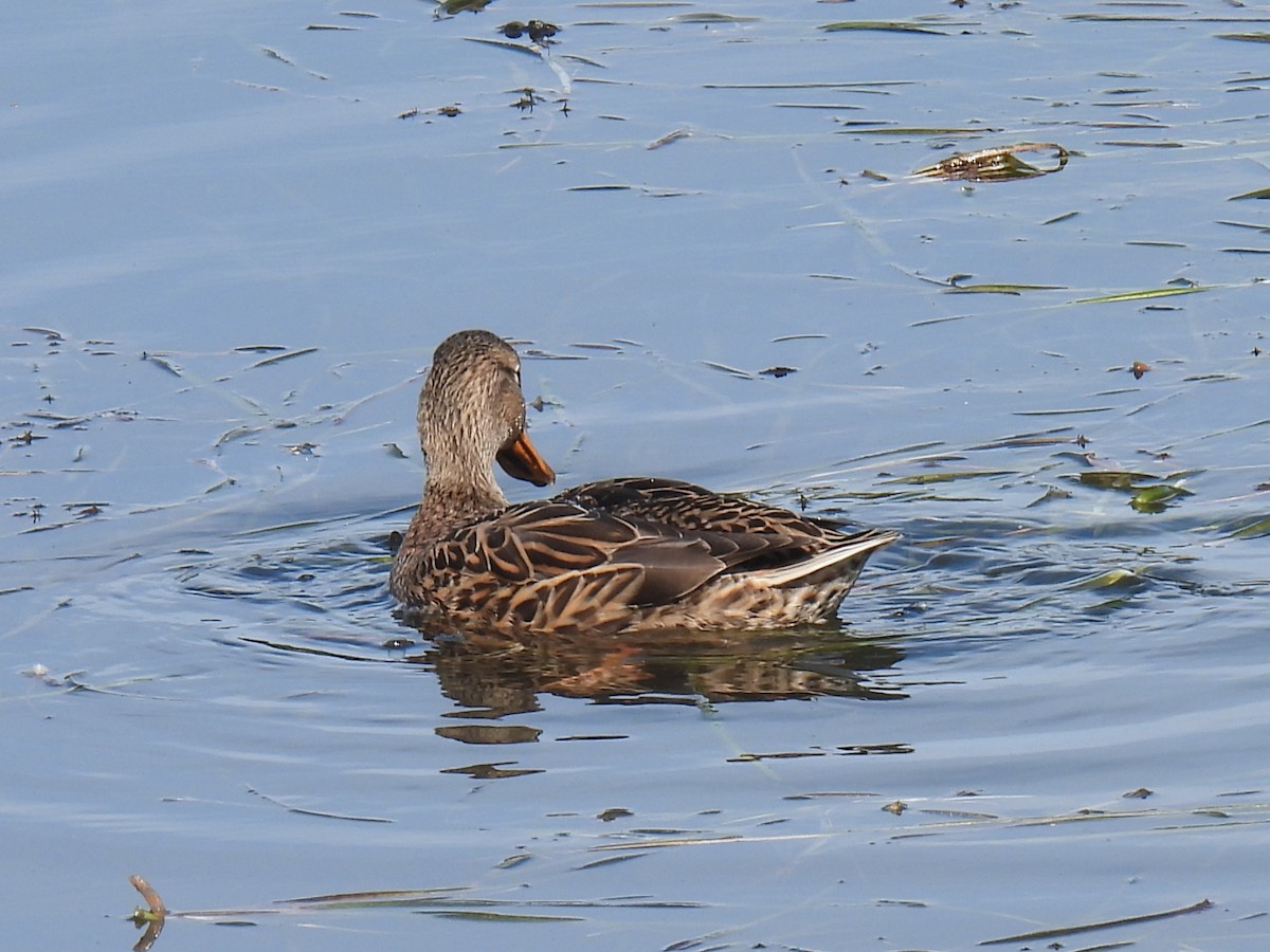 Mallard - ML642873366