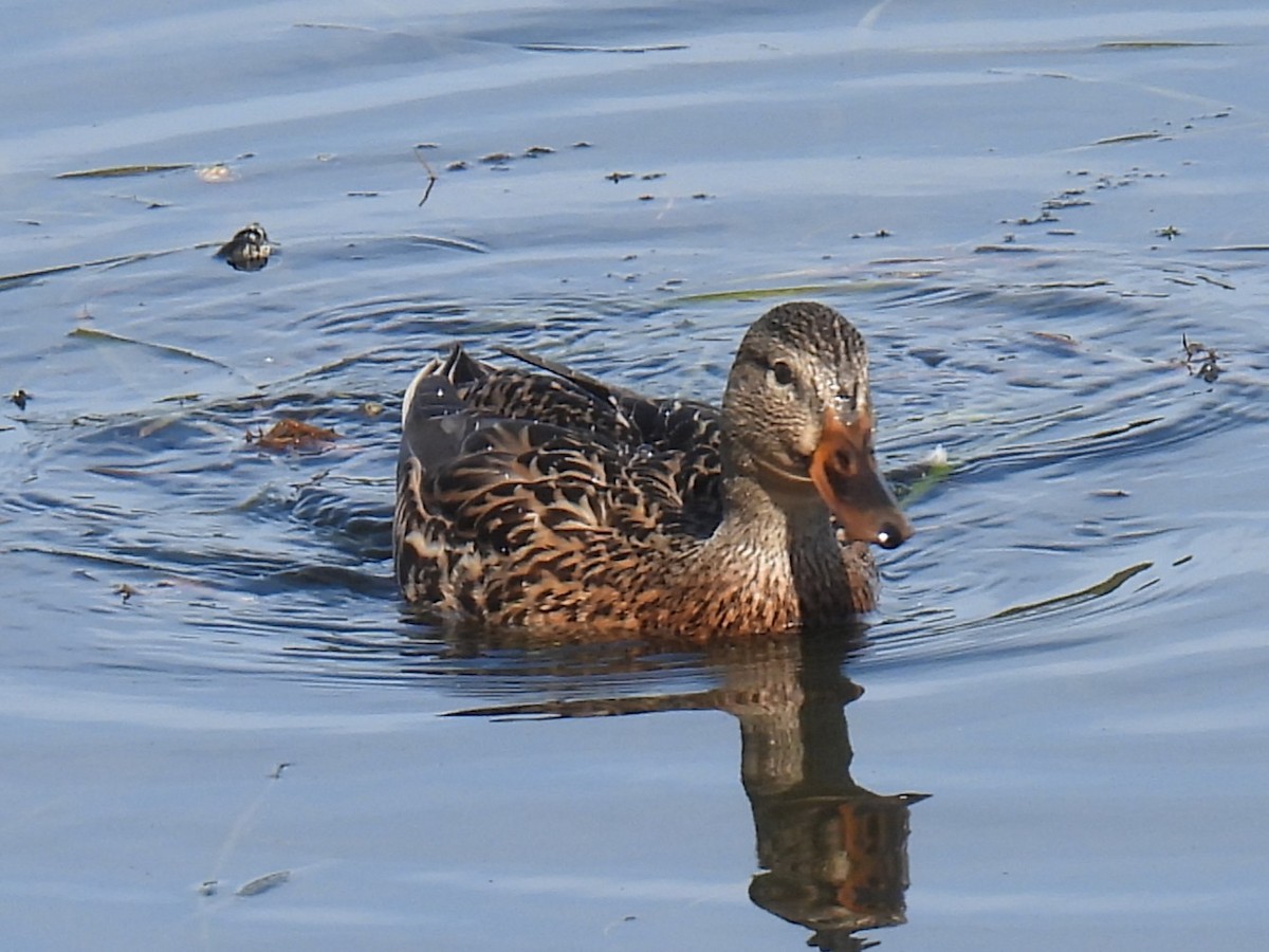 Mallard - ML642873367