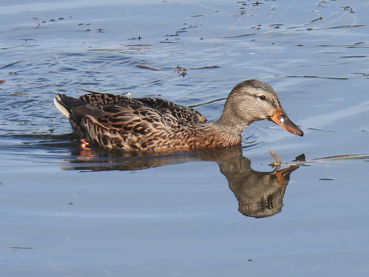 Mallard - ML642873368