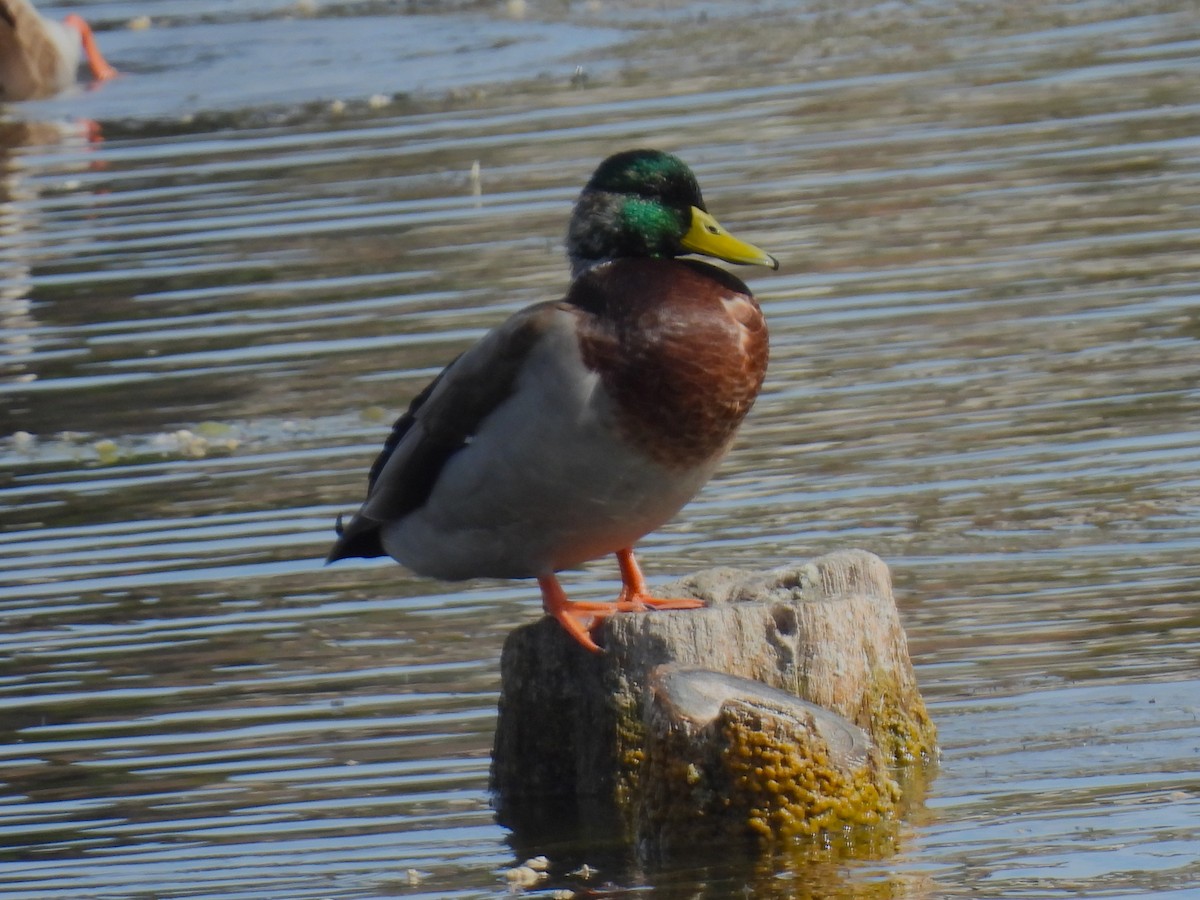 Mallard - ML642873369