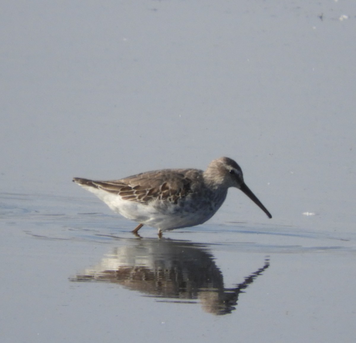 Stilt Sandpiper - ML642873378