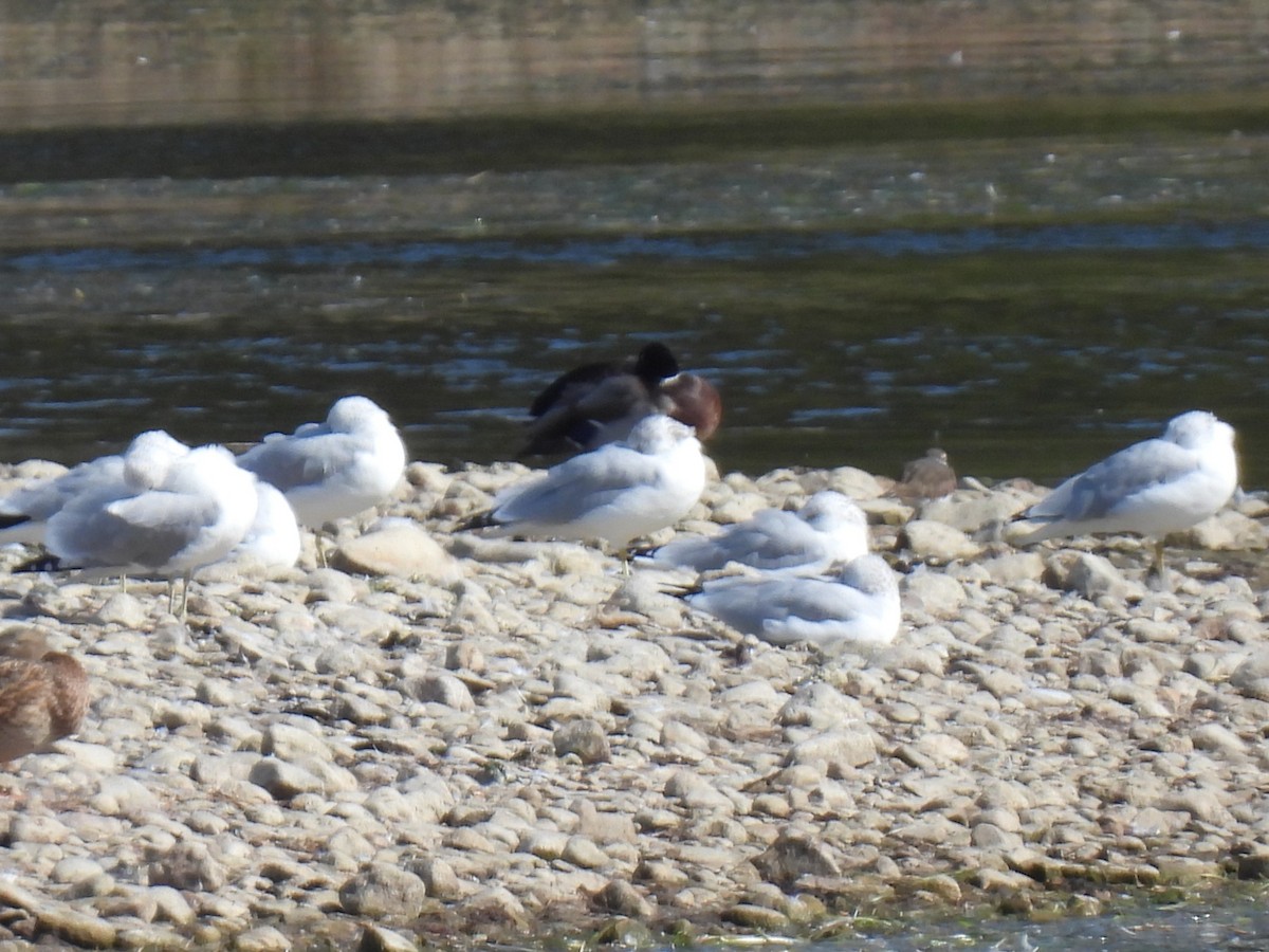 Ring-billed Gull - ML642873379