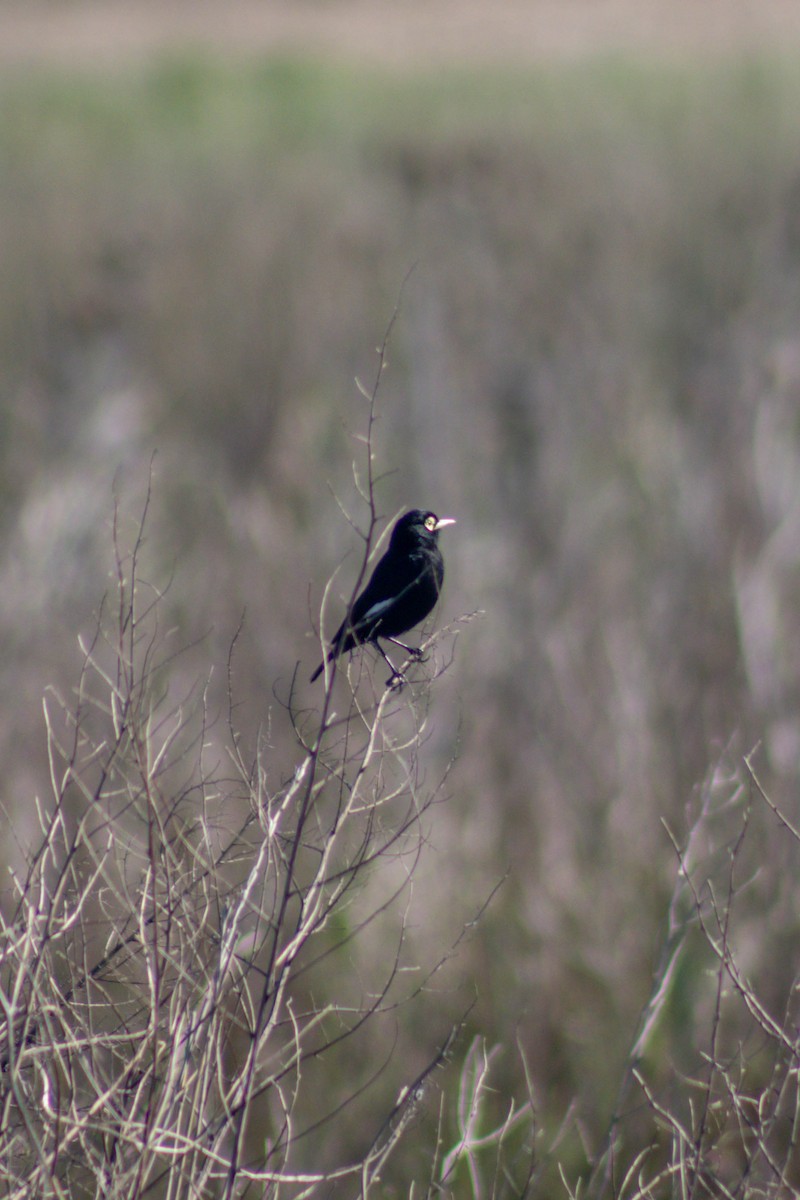 Spectacled Tyrant - ML642873382