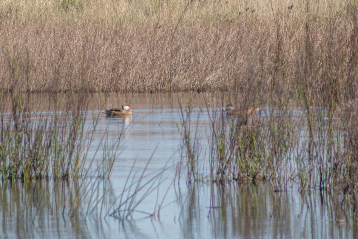 White-cheeked Pintail - ML642873389