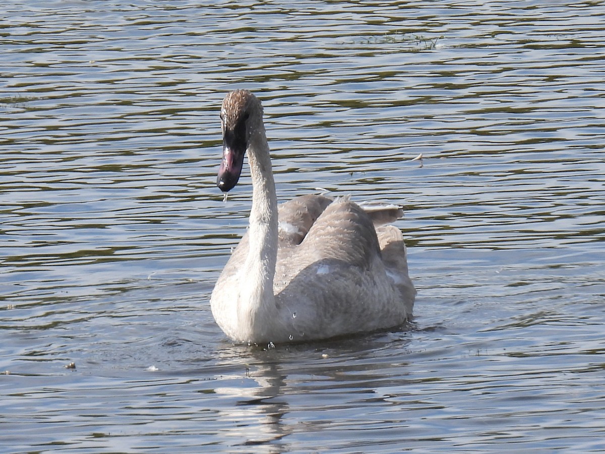 Trumpeter Swan - ML642873396