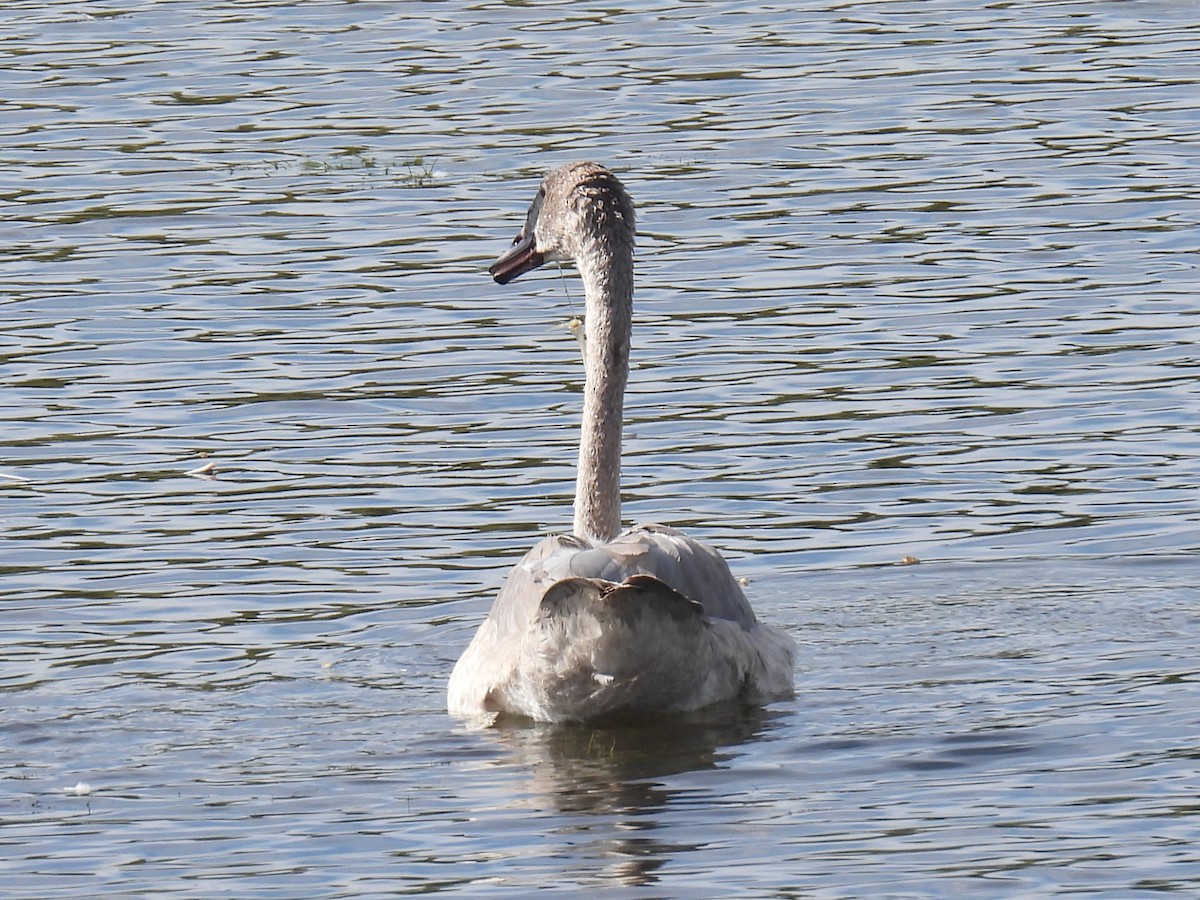 Trumpeter Swan - ML642873397