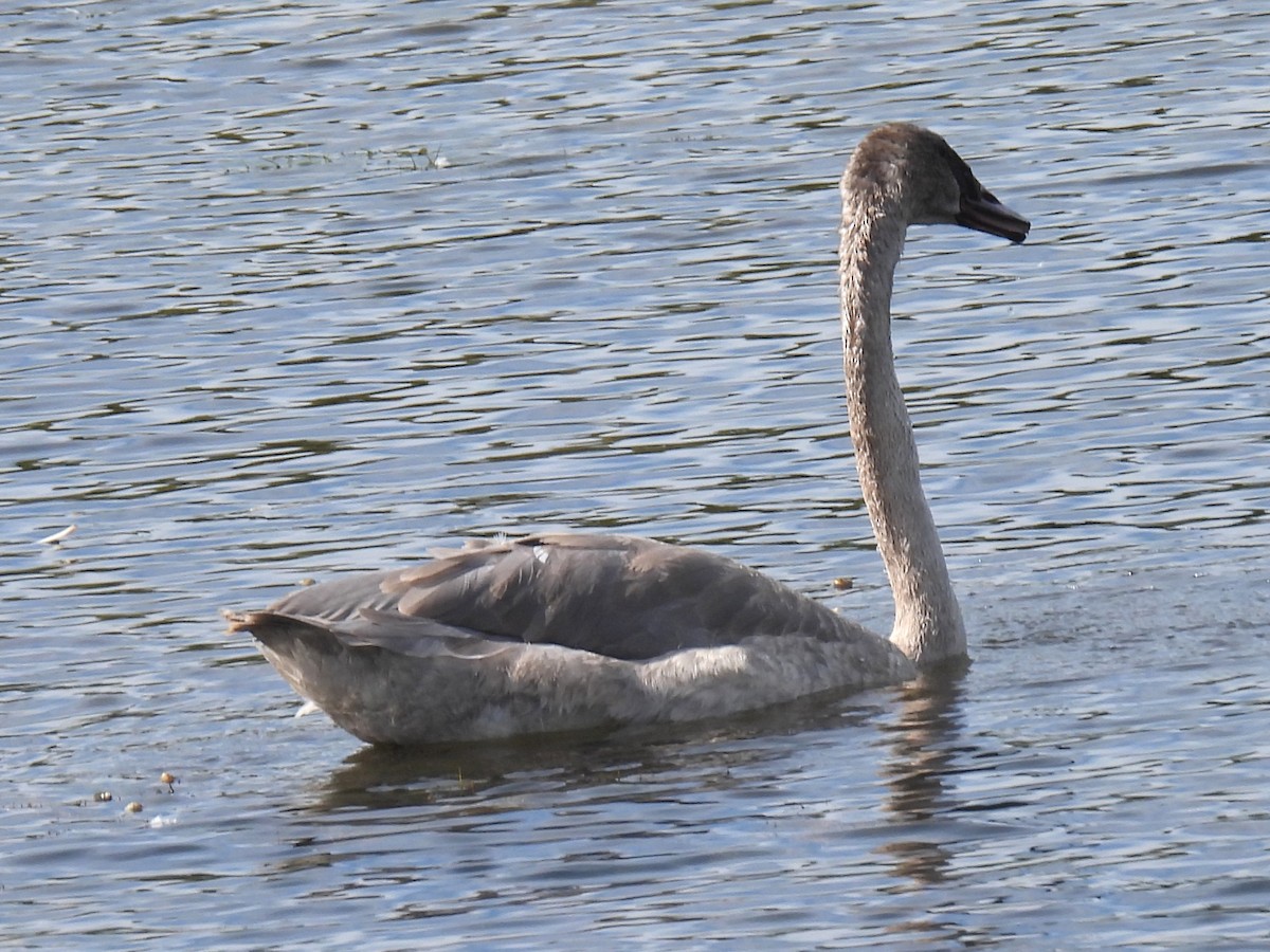 Trumpeter Swan - ML642873398