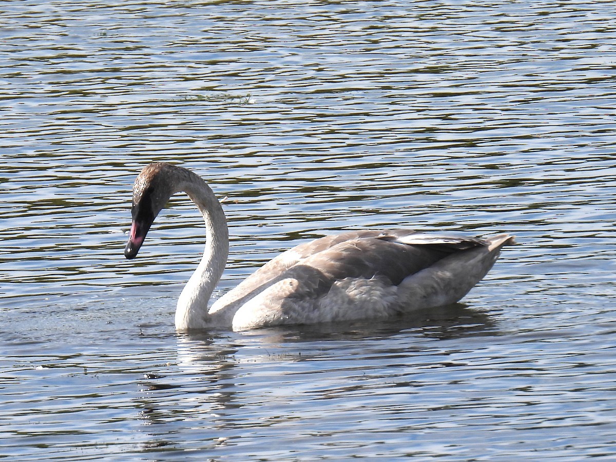 Trumpeter Swan - ML642873400