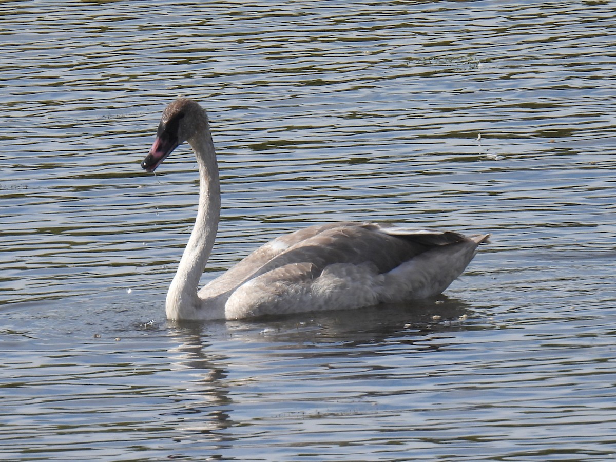 Trumpeter Swan - ML642873401