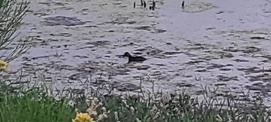 Least Grebe - ML642873434