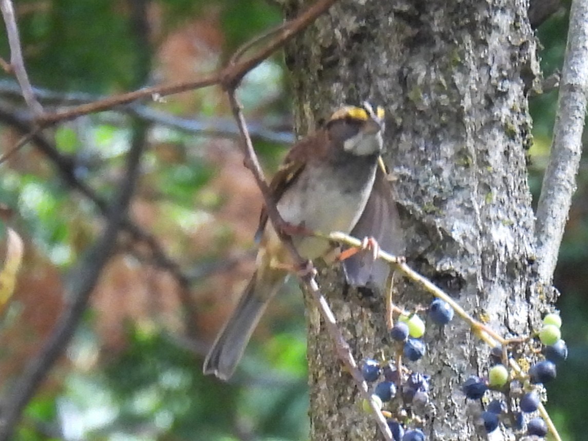 White-throated Sparrow - ML642873435