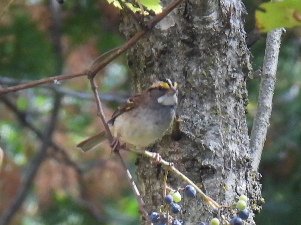 White-throated Sparrow - ML642873436
