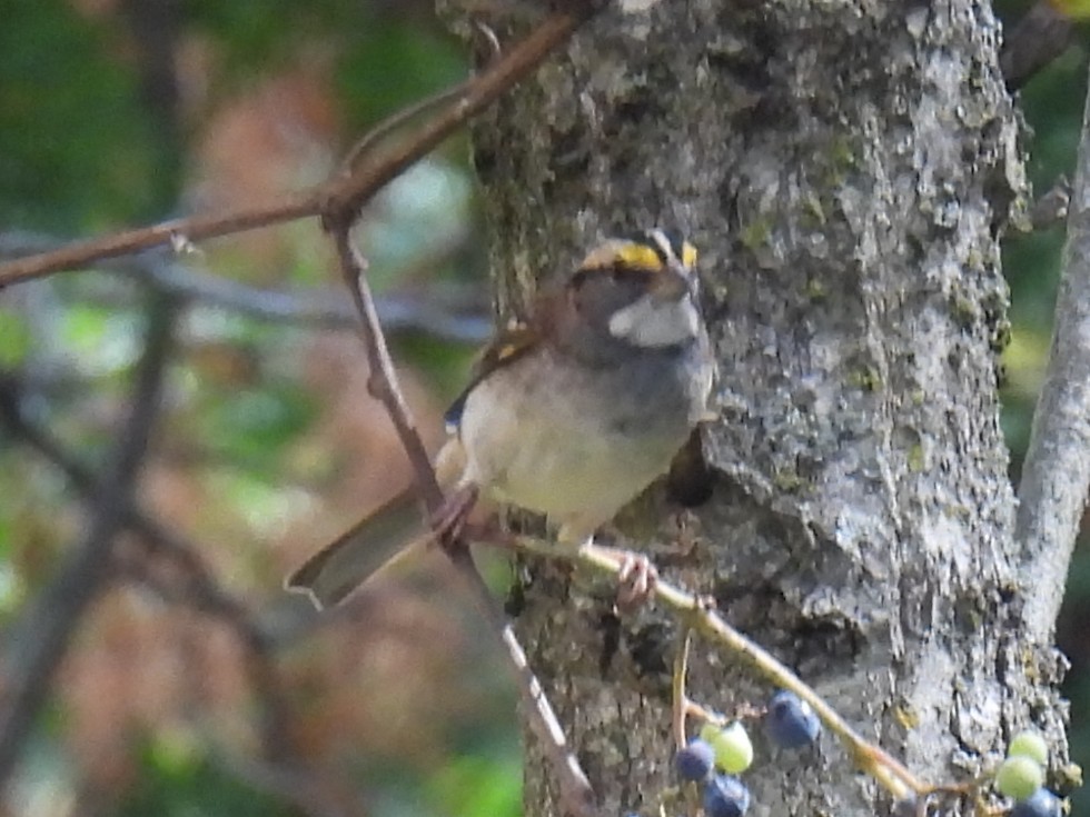 White-throated Sparrow - ML642873437