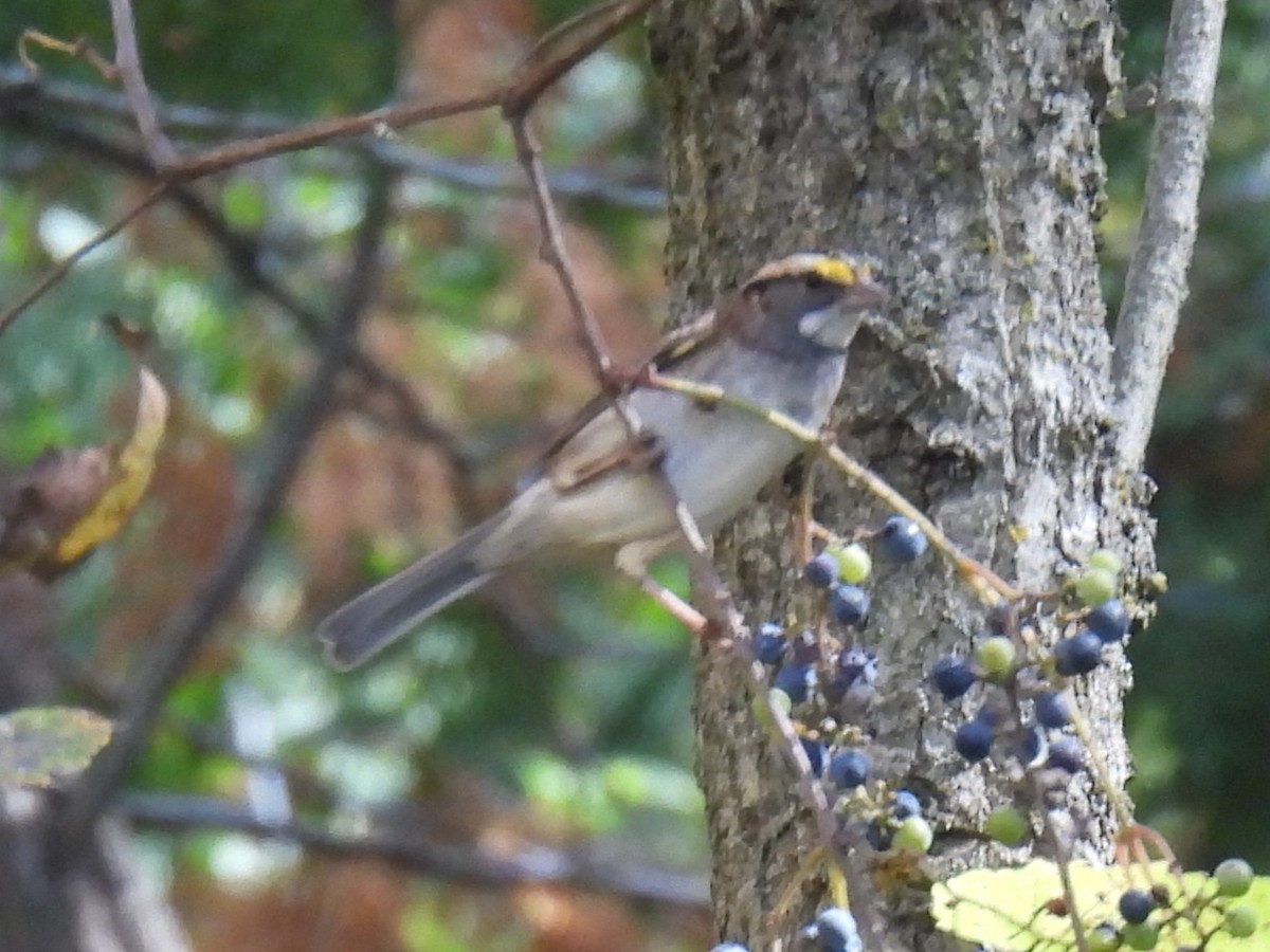 White-throated Sparrow - ML642873438