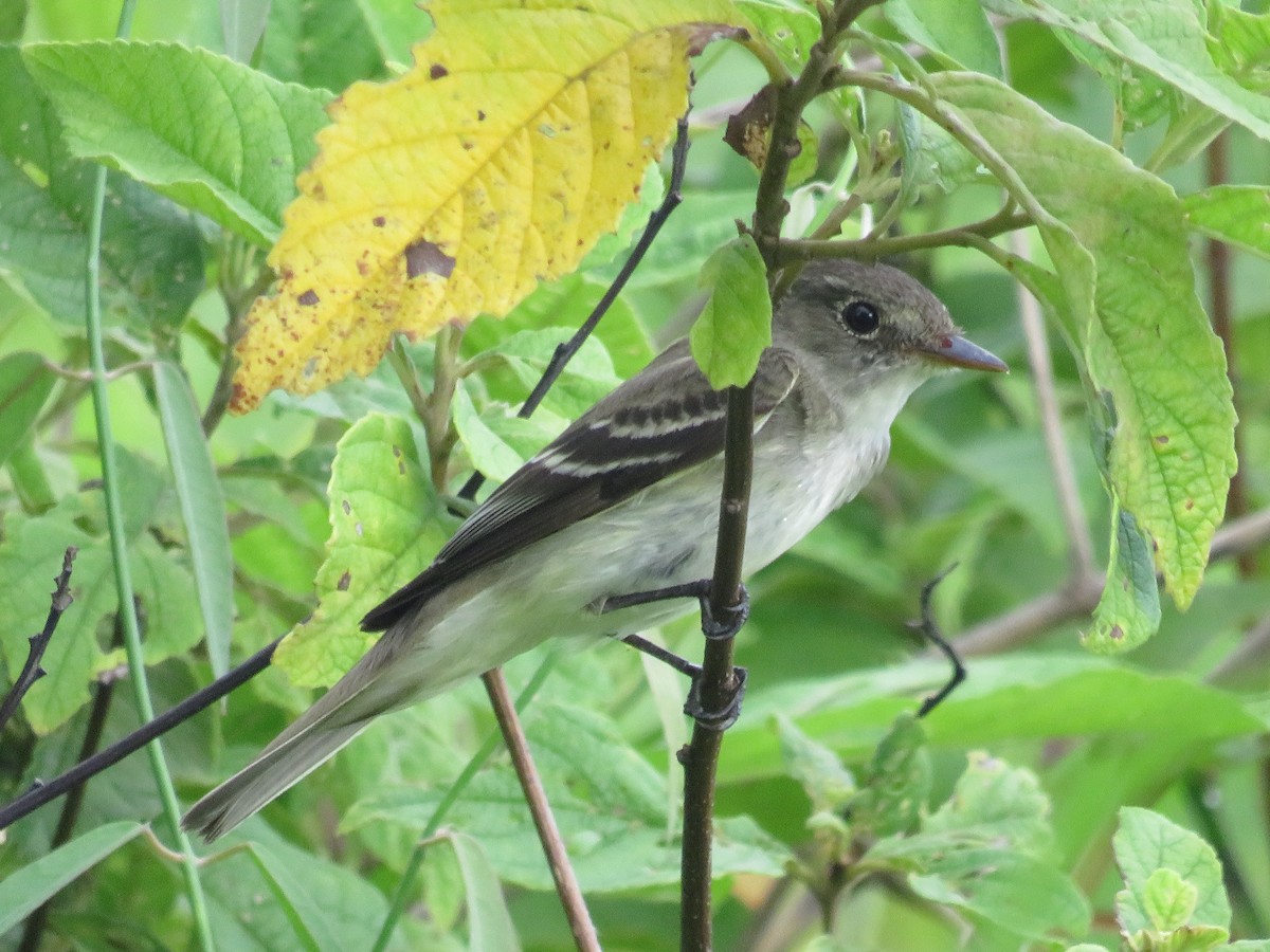 Alder Flycatcher - ML642873439