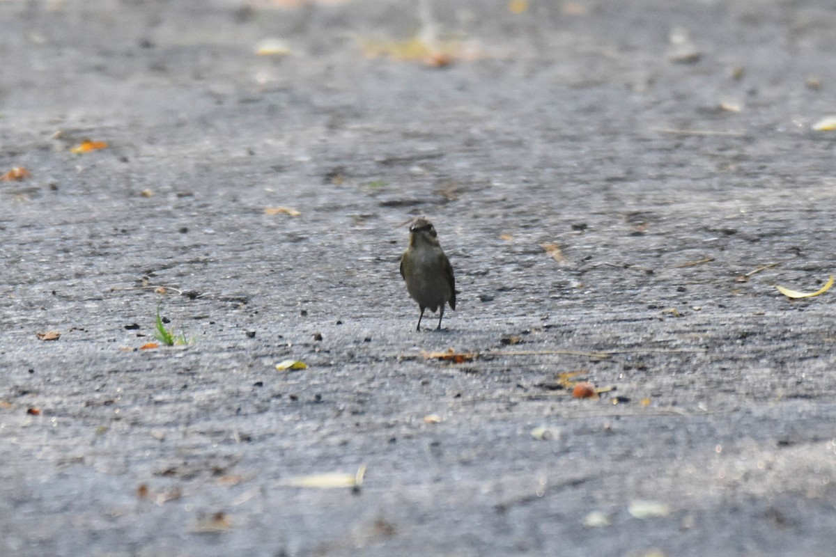 Collared Flycatcher - ML642873440