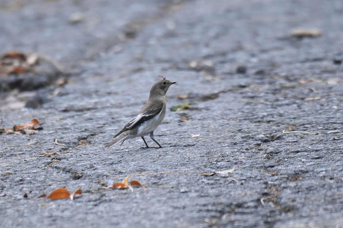 Collared Flycatcher - ML642873442