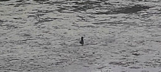 Least Grebe - ML642873449