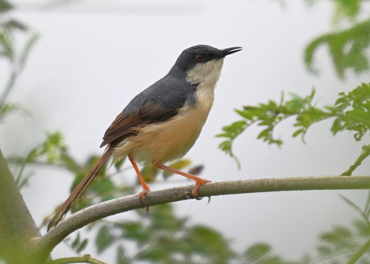 Ashy Prinia - ML642873457