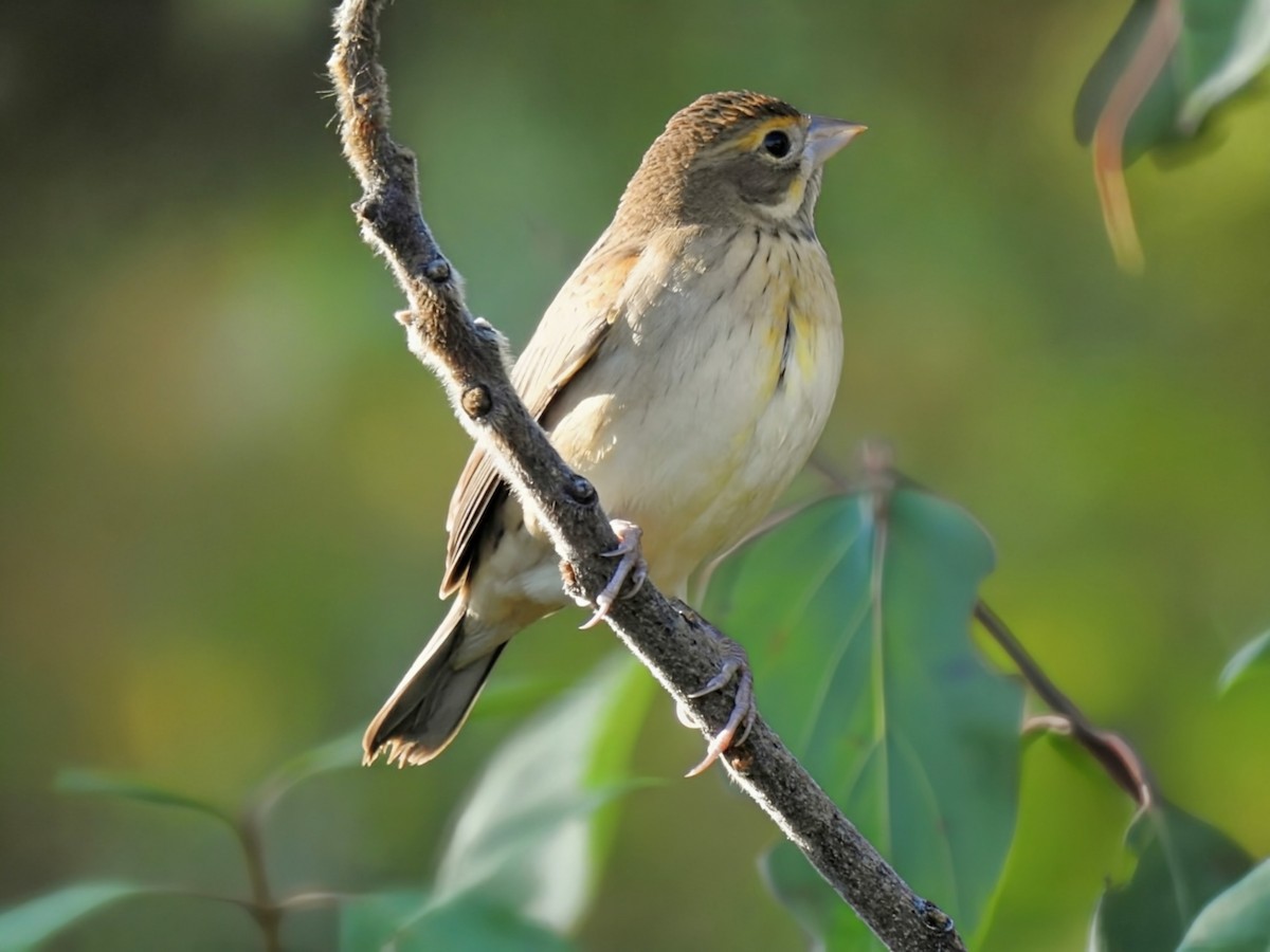 Dickcissel - ML642873464