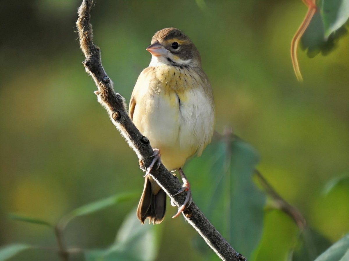 Dickcissel - ML642873465