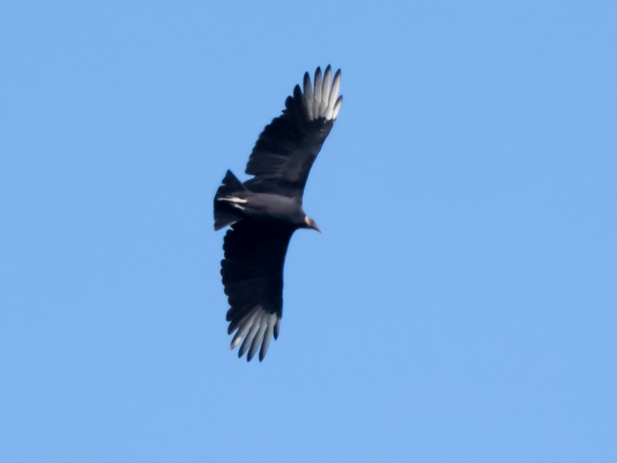 Black Vulture - ML642873477