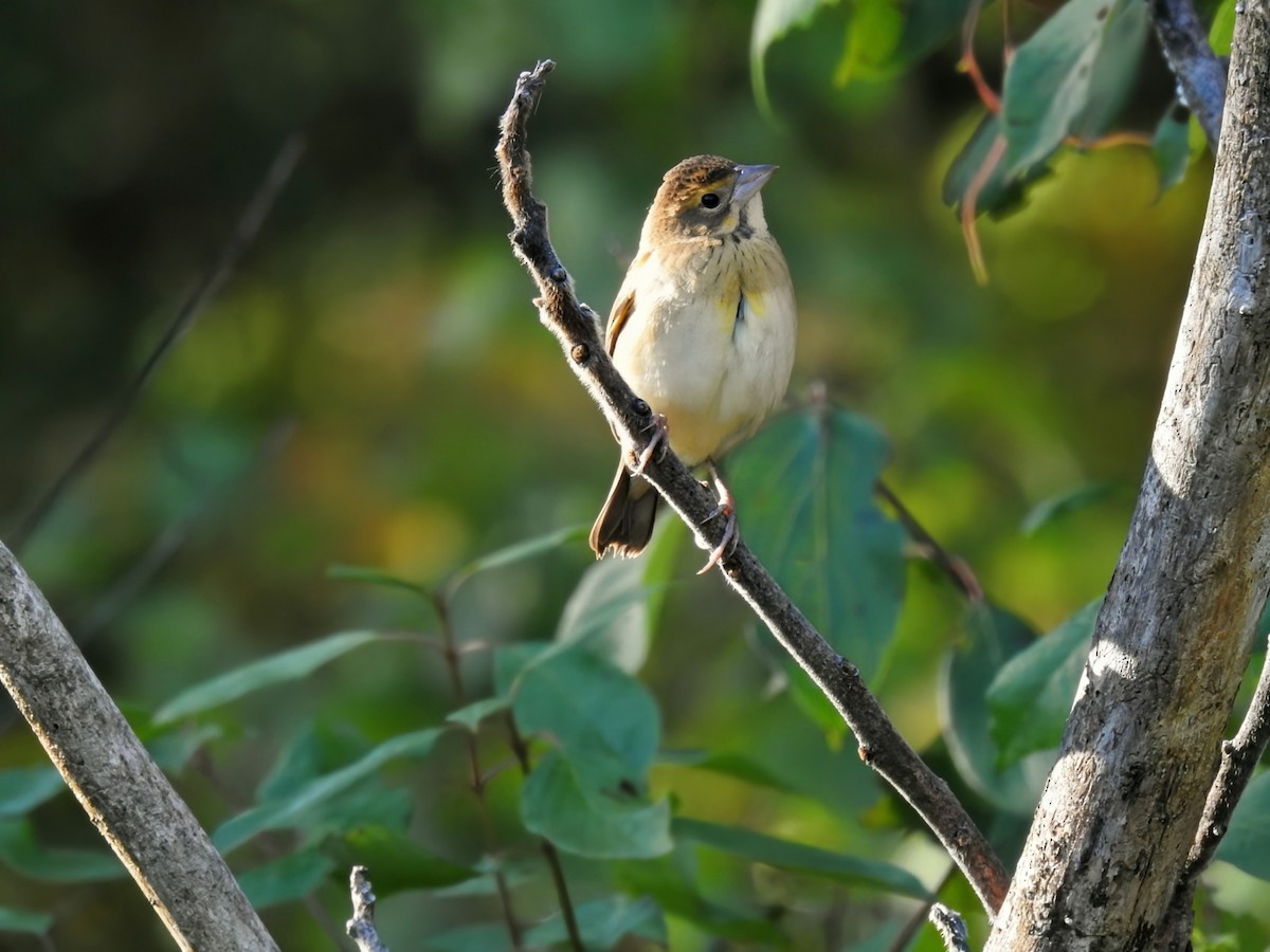 Dickcissel - ML642873480