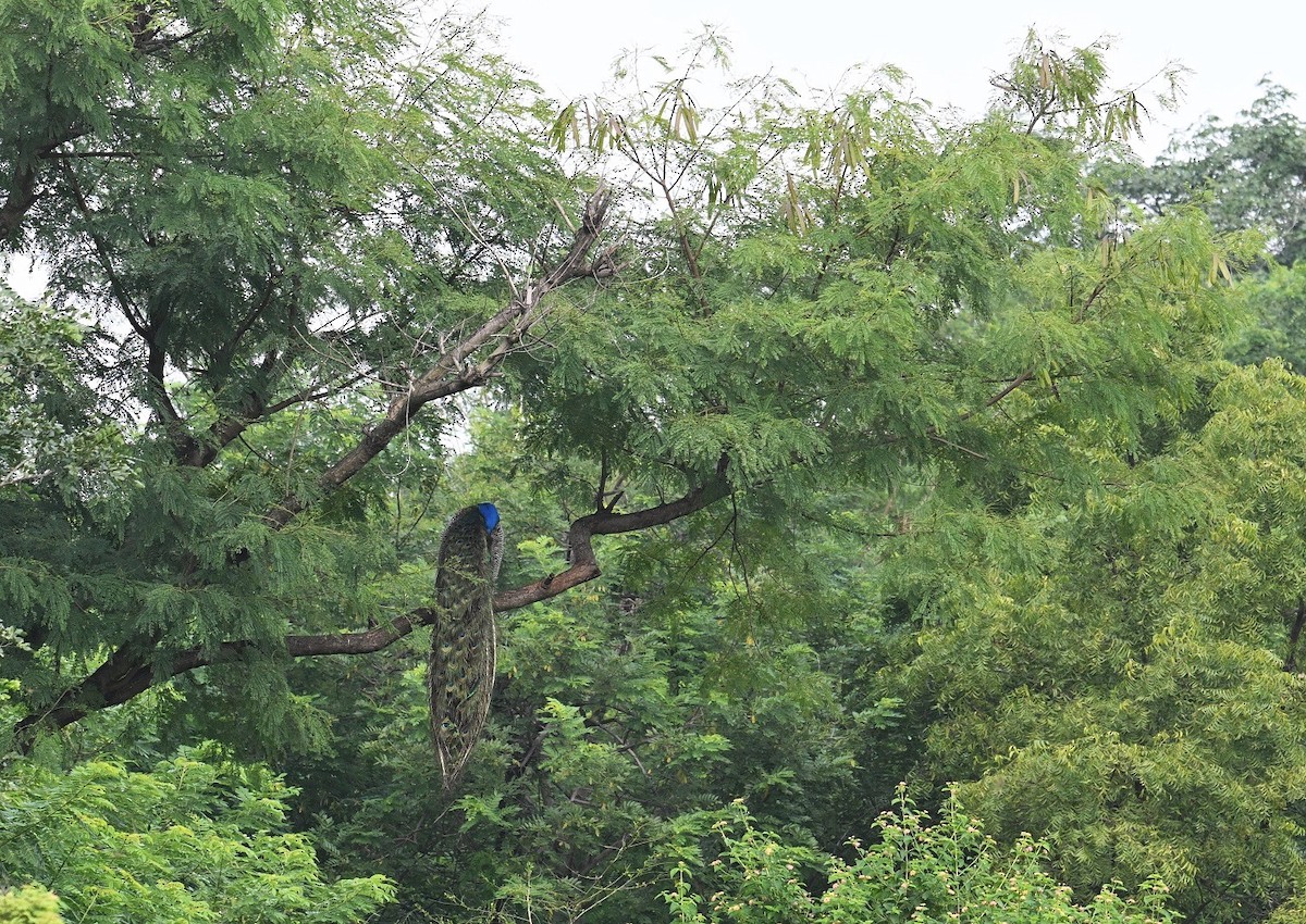 Indian Peafowl - ML642873496