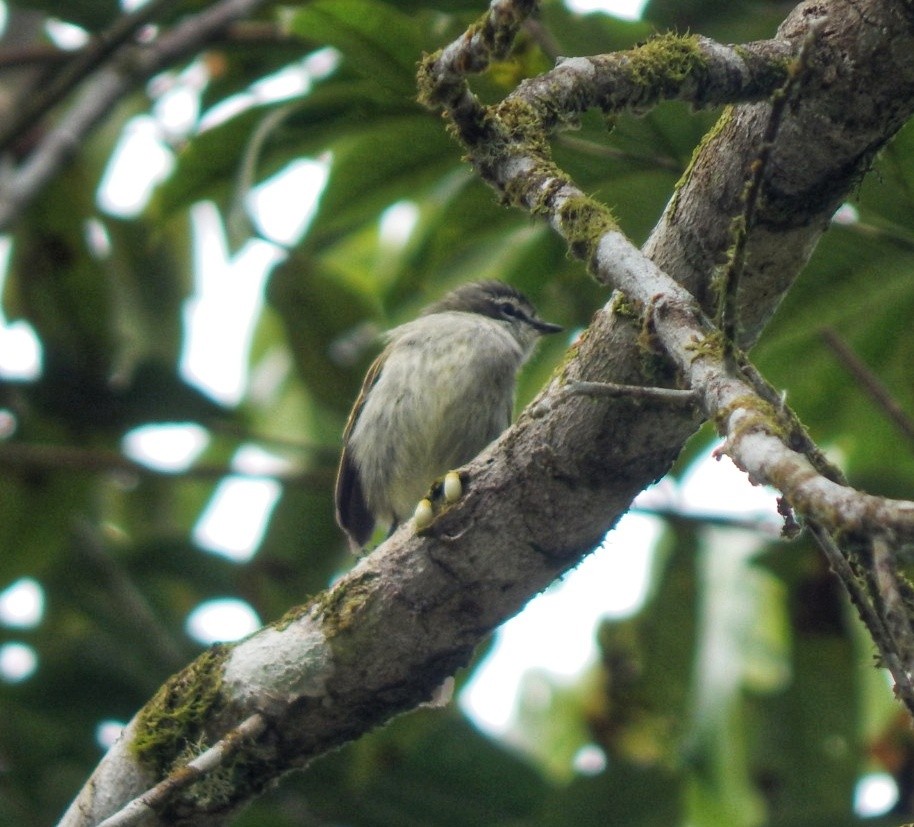 Venezuelan Tyrannulet - ML642873497