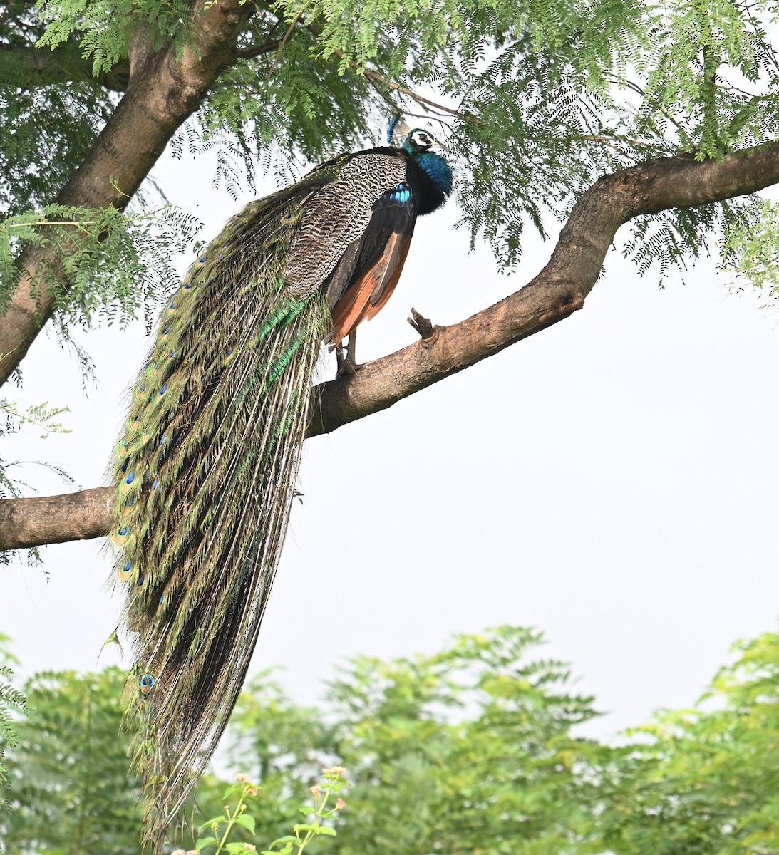 Indian Peafowl - ML642873510
