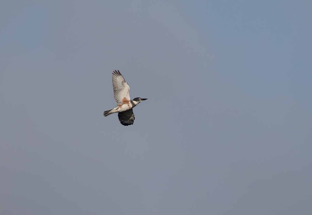 Belted Kingfisher - ML642873518