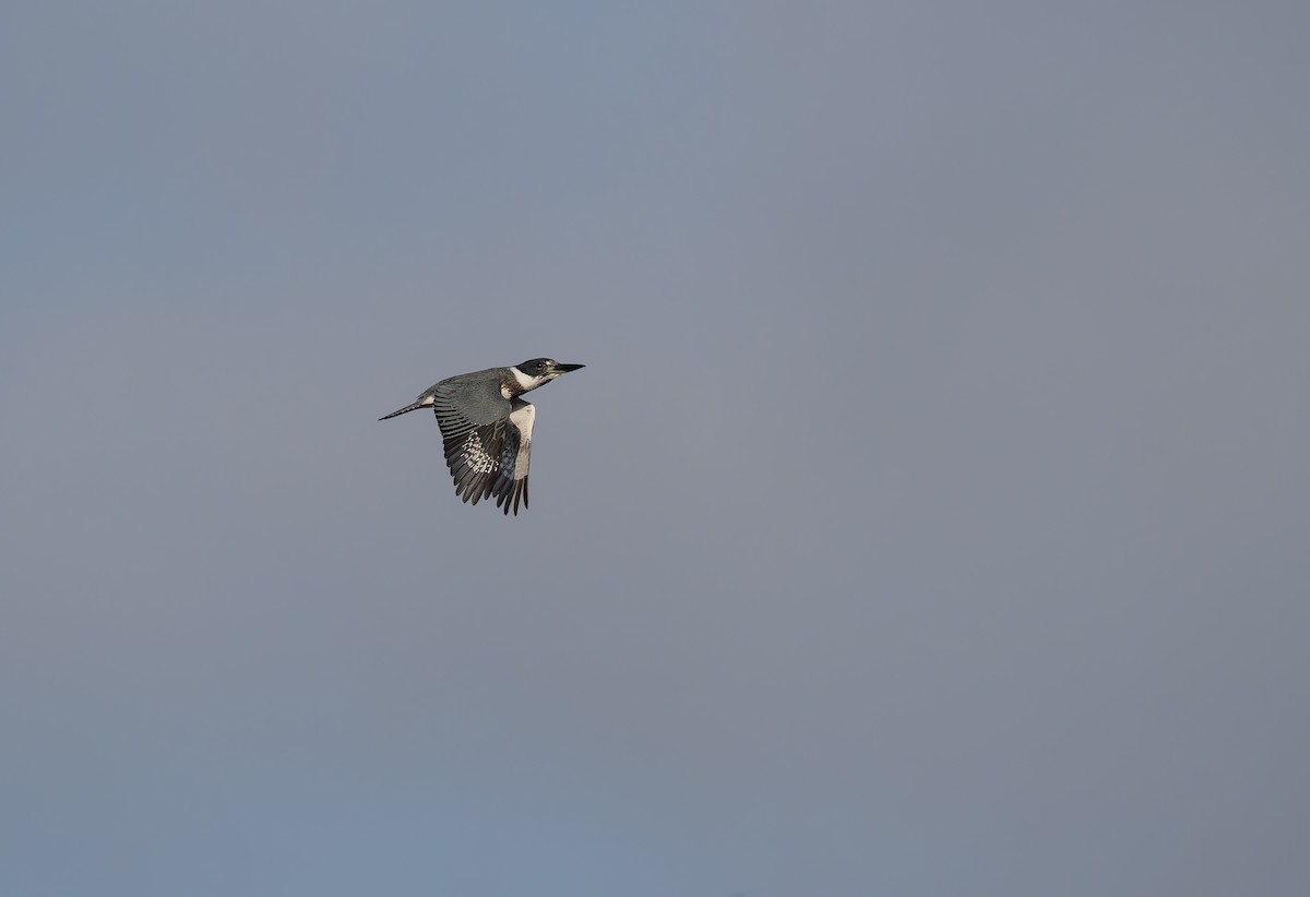 Belted Kingfisher - ML642873519
