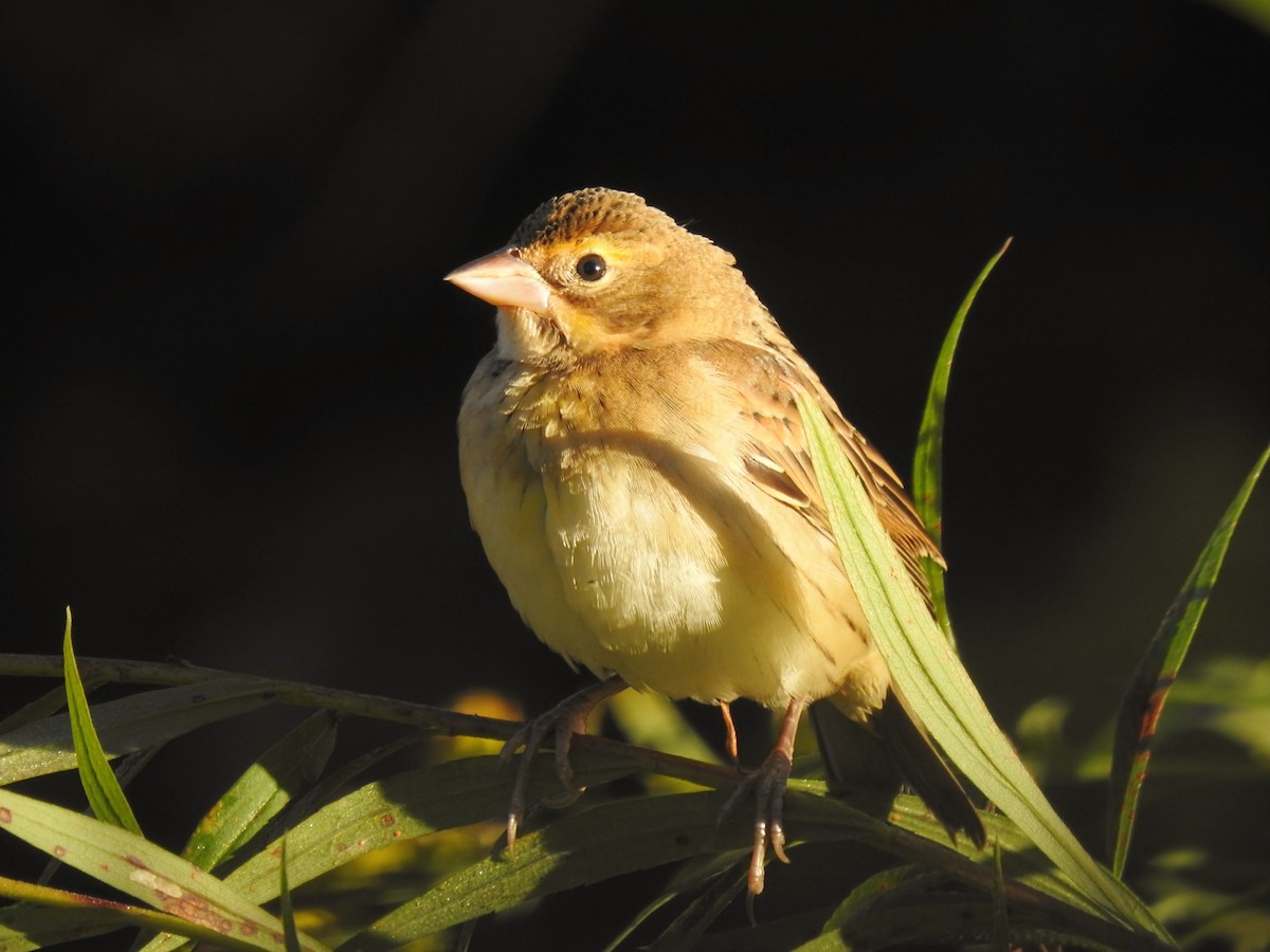 Dickcissel - ML642873534