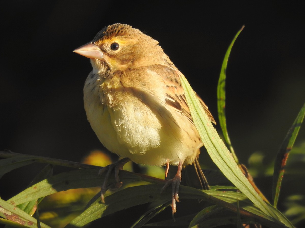 Dickcissel - ML642873535