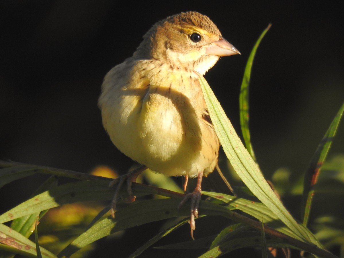Dickcissel - ML642873537