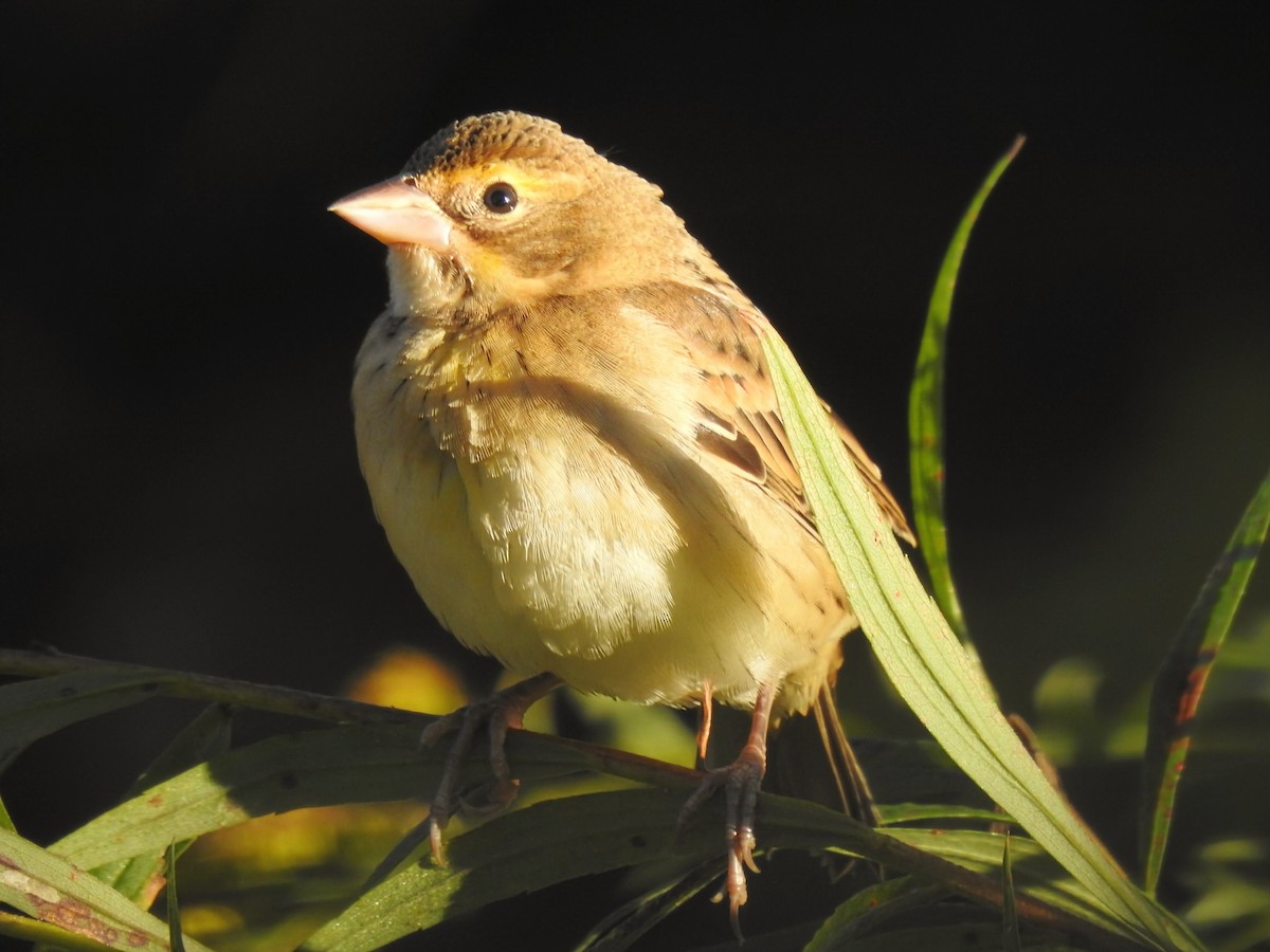 Dickcissel - ML642873538