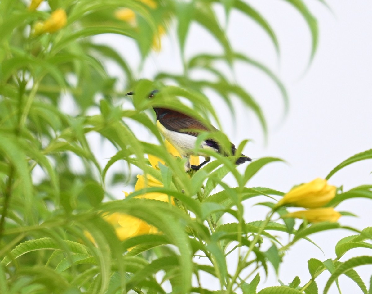 Purple-rumped Sunbird - ML642873540