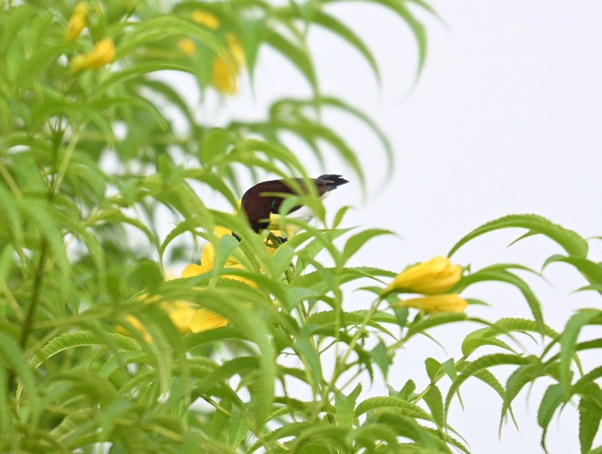 Purple-rumped Sunbird - ML642873541