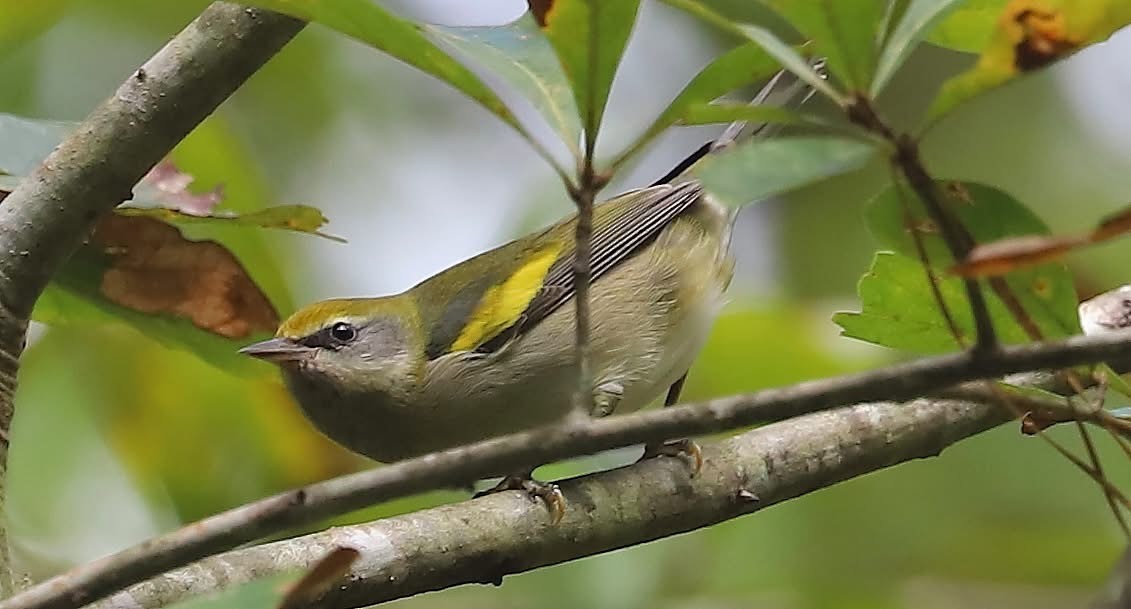 Golden-winged Warbler - ML642873549