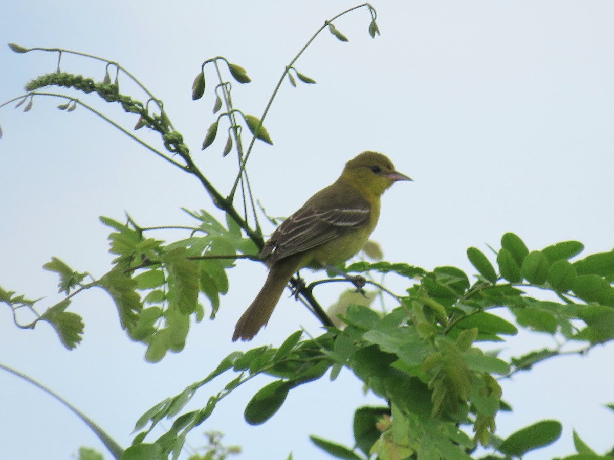 Orchard Oriole - ML642873554