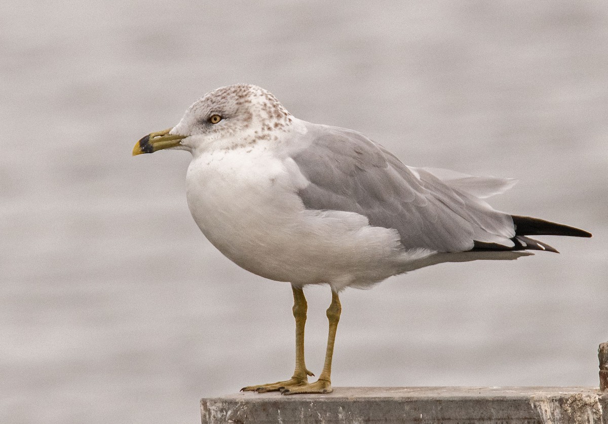 Ring-billed Gull - ML642873555