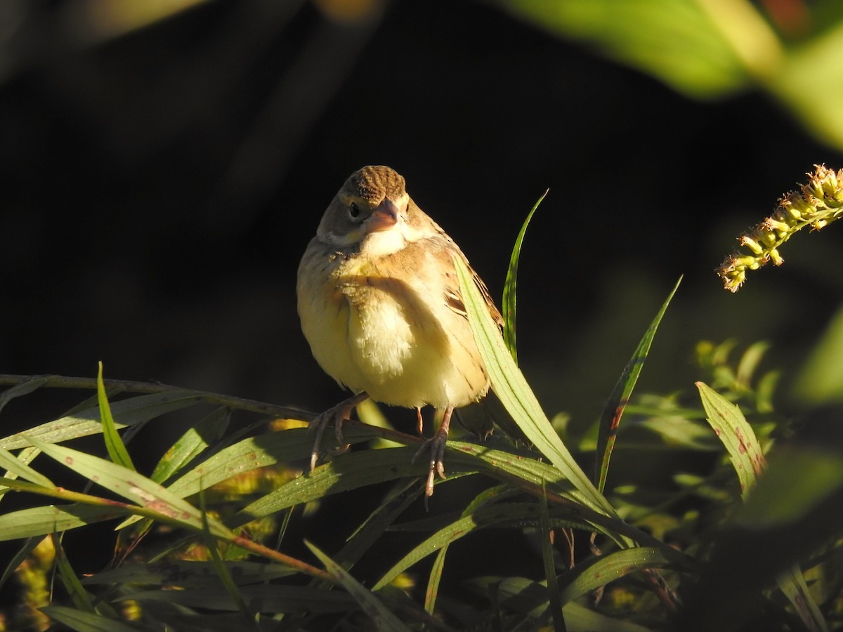 Dickcissel - ML642873561
