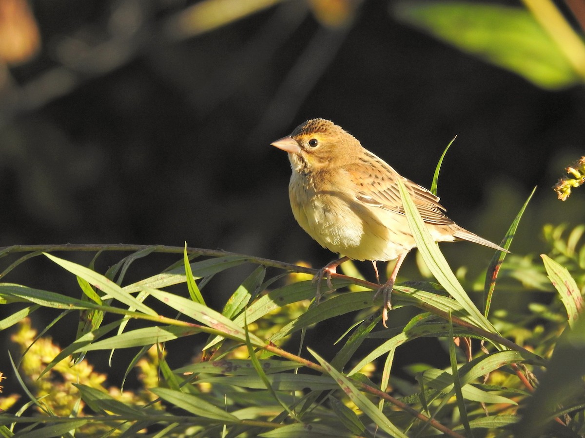 Dickcissel - ML642873563