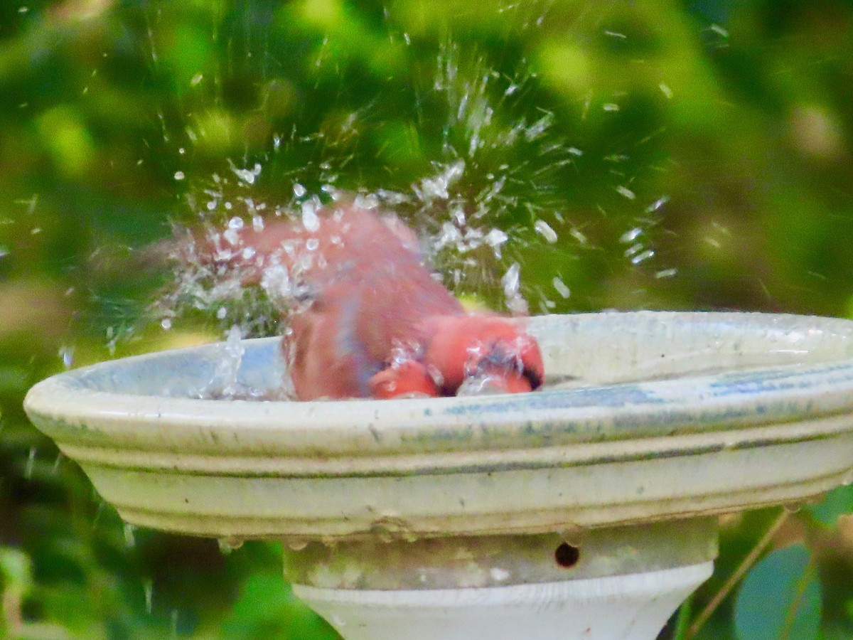 ショウジョウコウカンチョウ - ML642873576