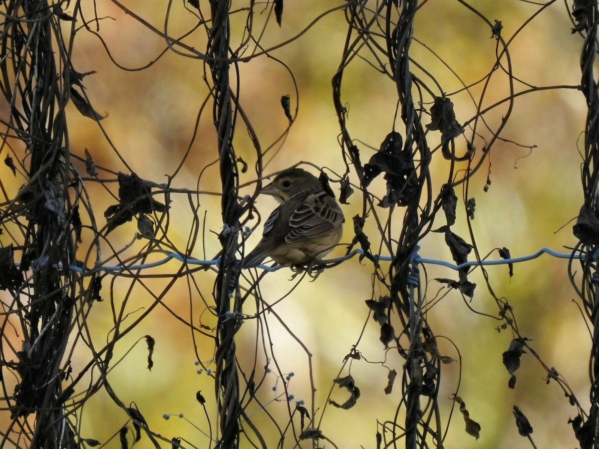 Dickcissel - ML642873607
