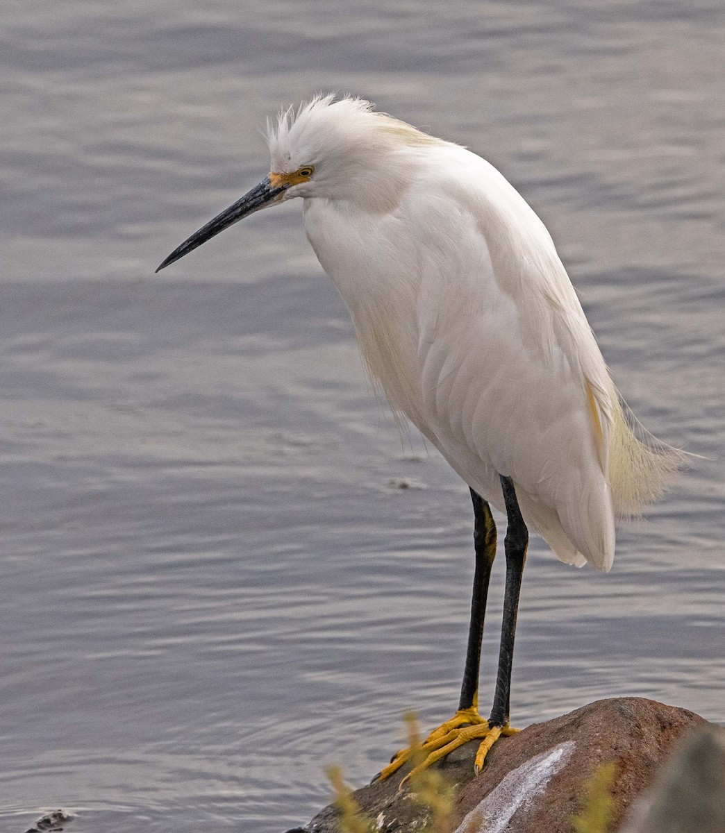 Snowy Egret - ML642873626