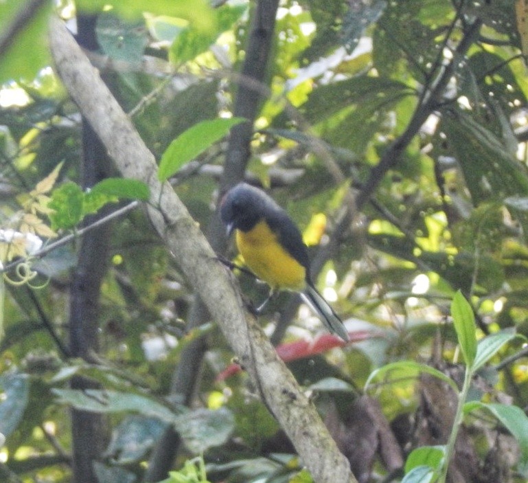 Slate-throated Redstart - ML642873646
