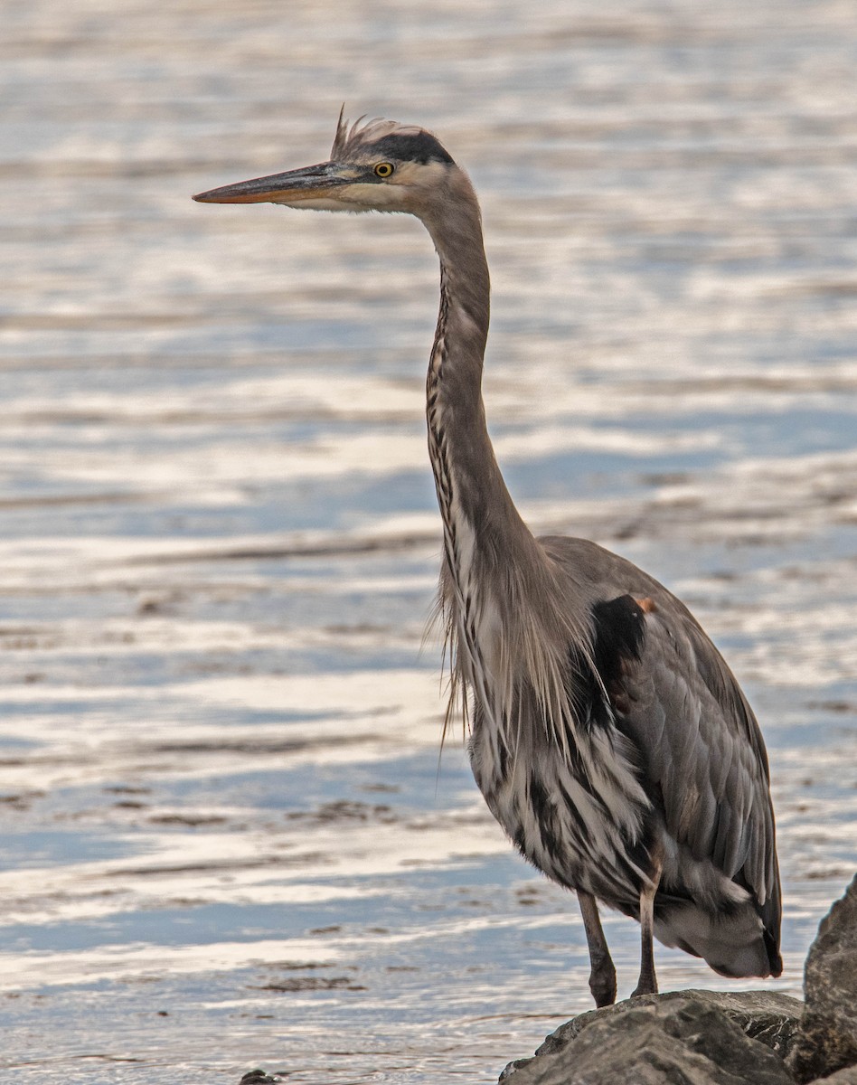 Great Blue Heron - ML642873662