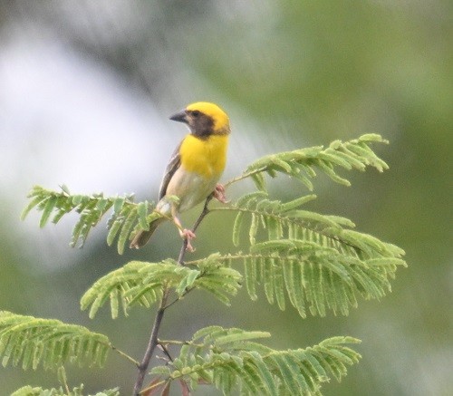 Baya Weaver - ML642873665